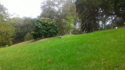 A walk in Western Park Auckland in Ponsonby : Wild bird in the park